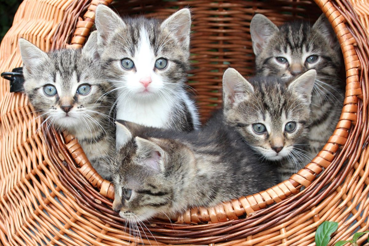 Le rôle des chats dans l’amélioration du bien-être au quotidien