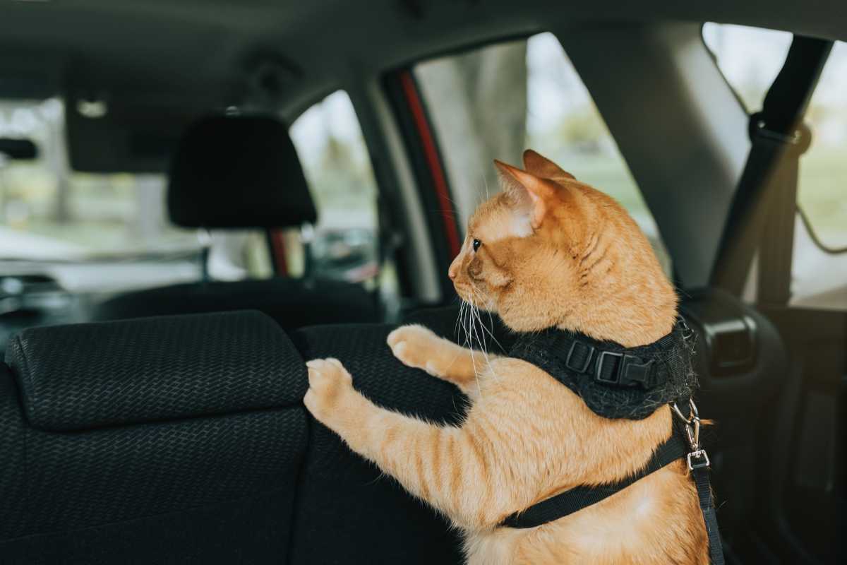 Comment transporter son chat en voiture ?