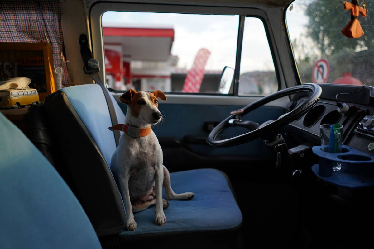 Comment habituer votre chien aux transports en voiture ?