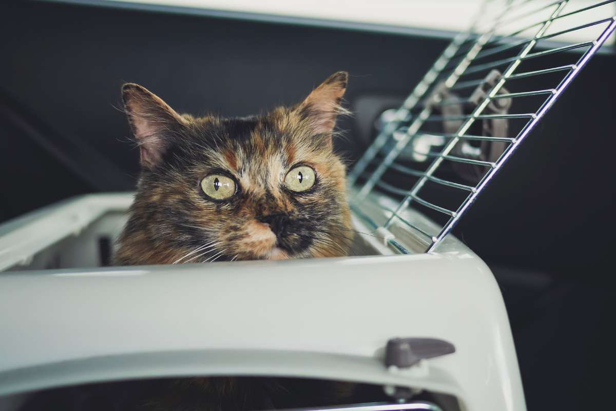 Conseils pour transporter votre chat dans les transports