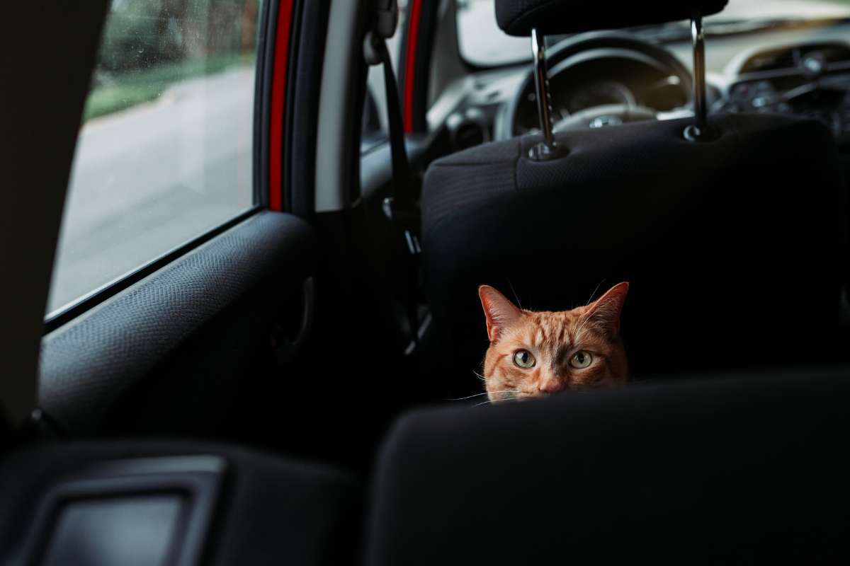 Comment bien préparer sa voiture pour un long voyage avec son chat ?