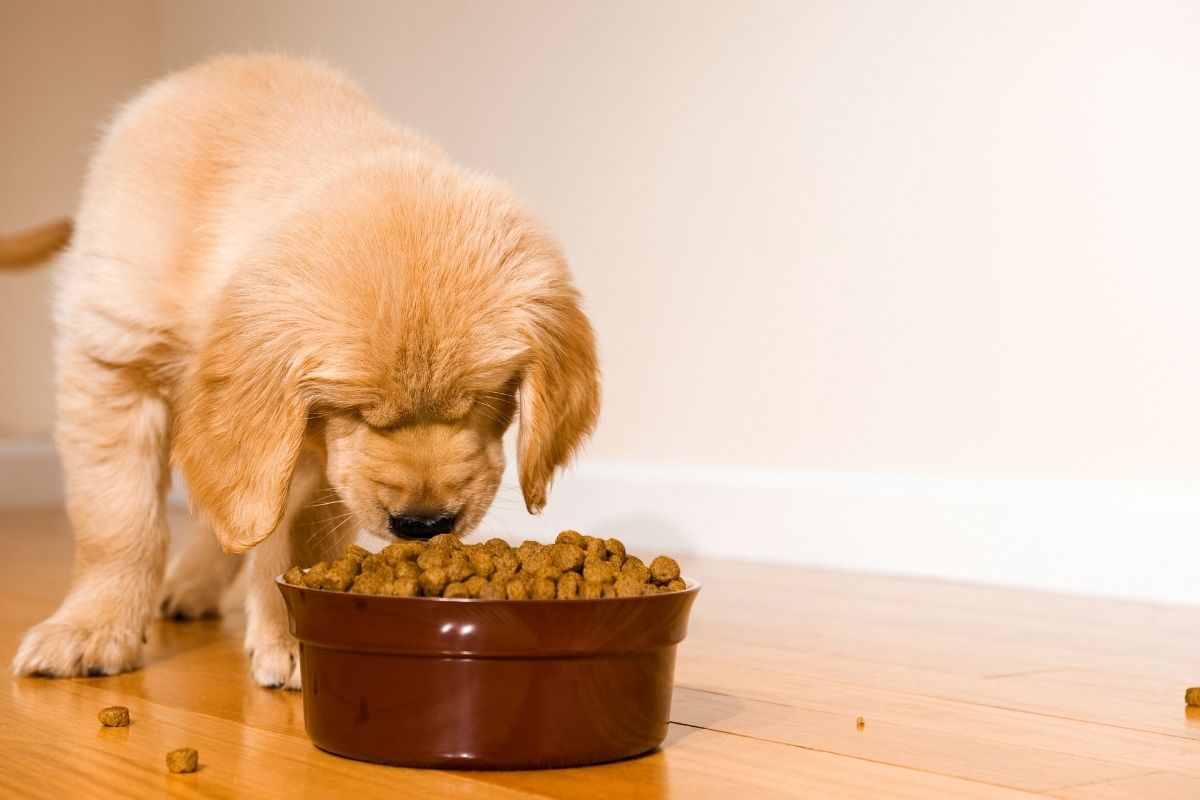 Offrez à votre chien des croquettes sans céréales savoureuses