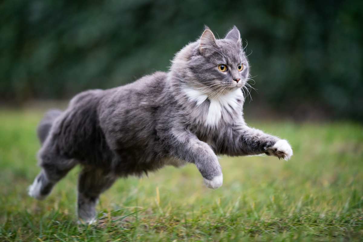 Est-ce que je peux donner des rester de gésiers à mon chat ?